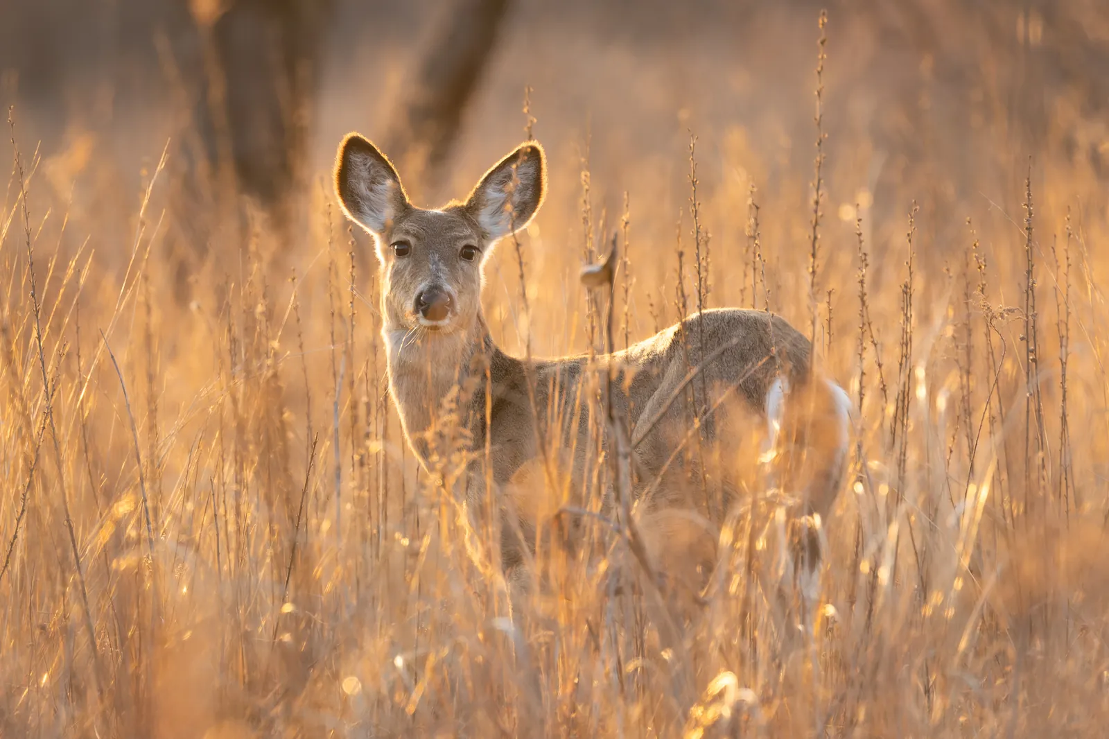 Golden Encounter — wildlife in golden light