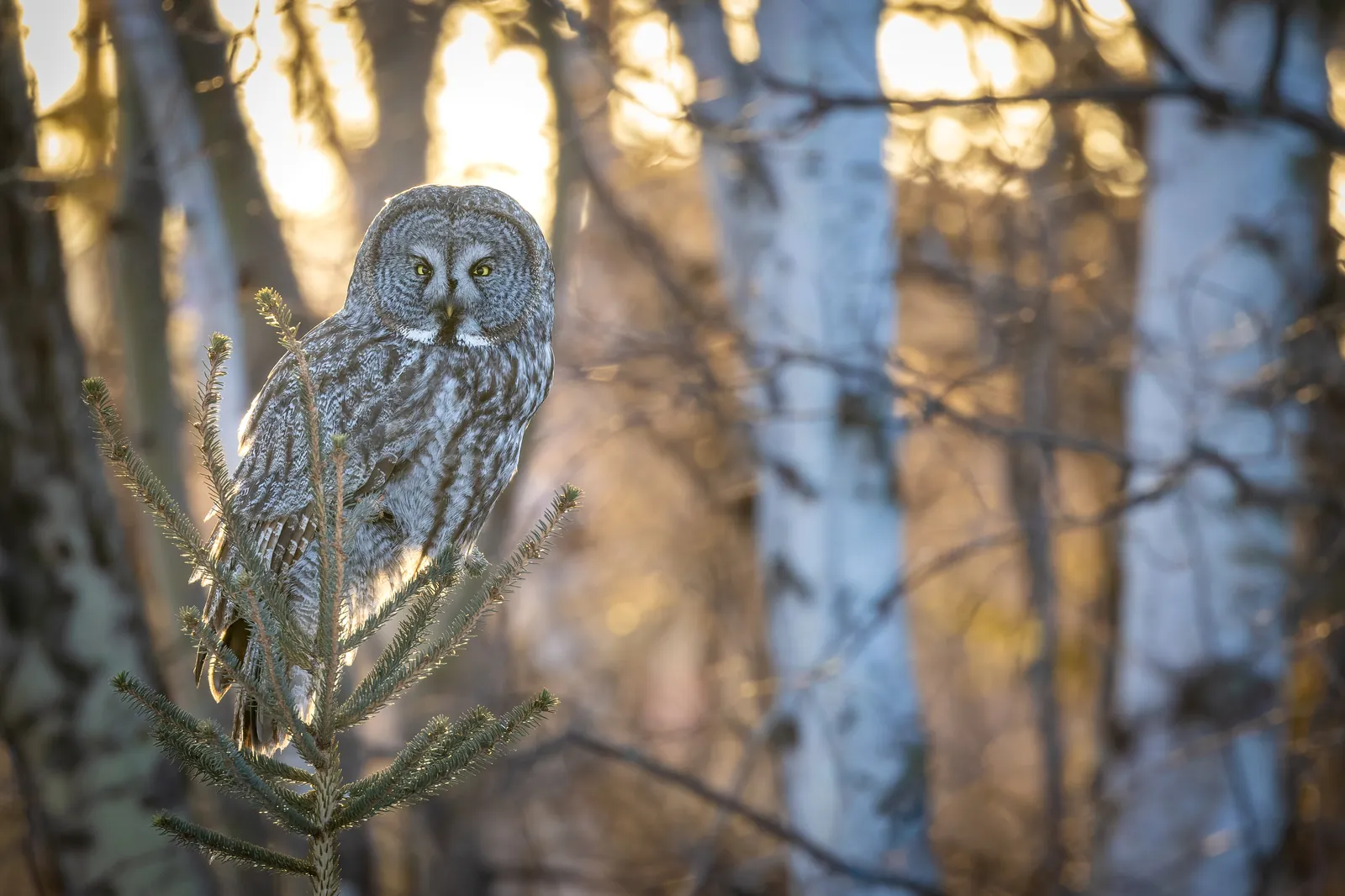 A great gray owl perched on a pine branch, backlit by sunset light