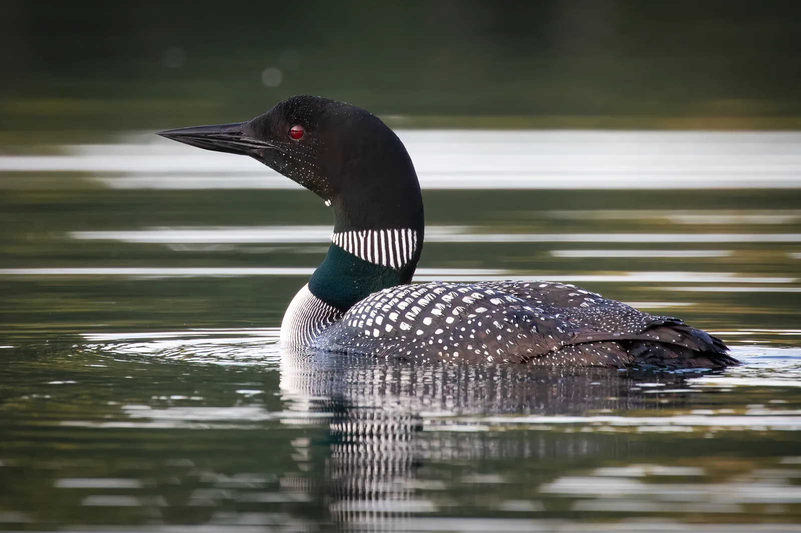 Loon portrait — one of Mike's early wildlife subjects
