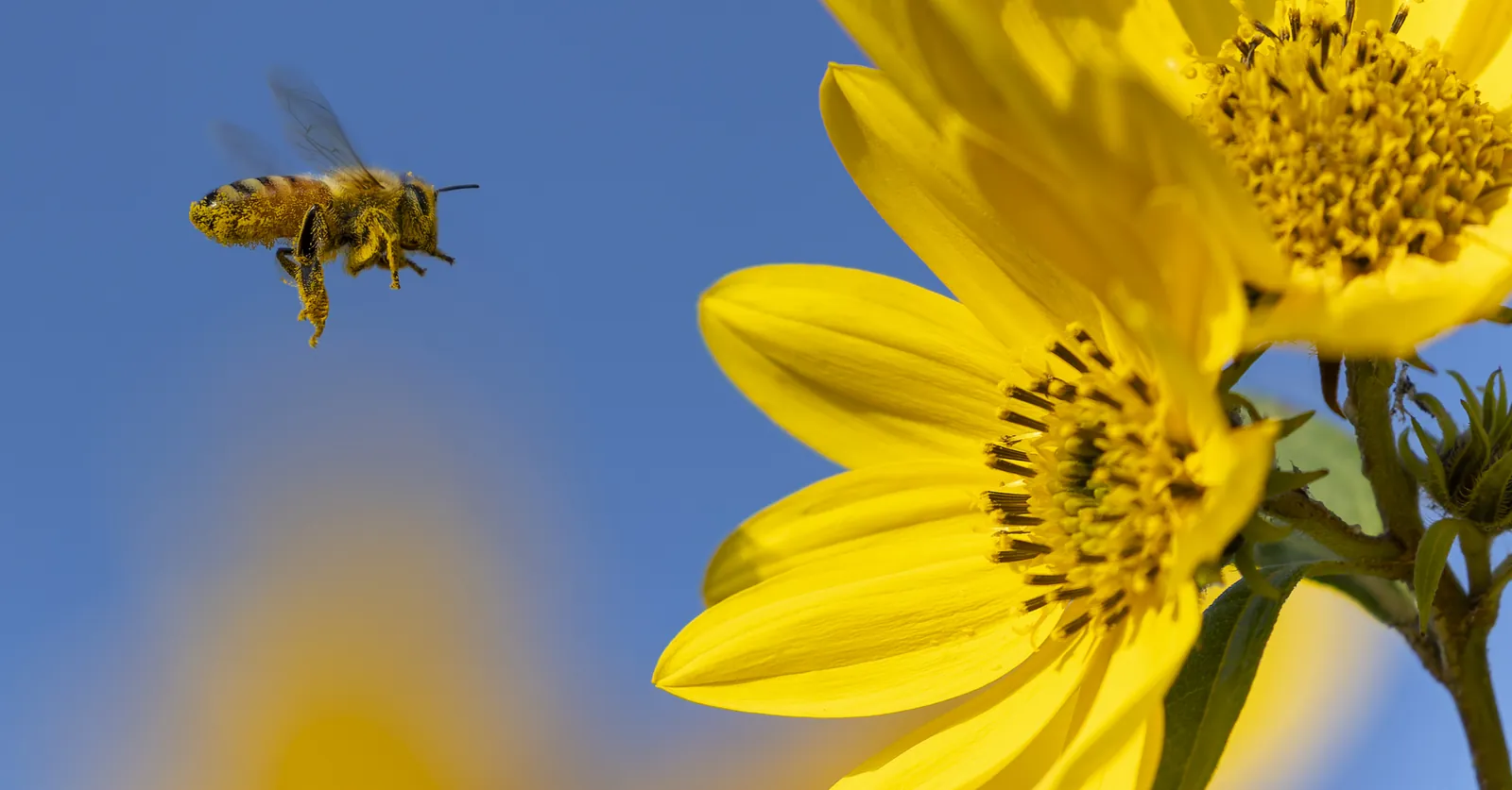 A pollen-covered honey bee in flight