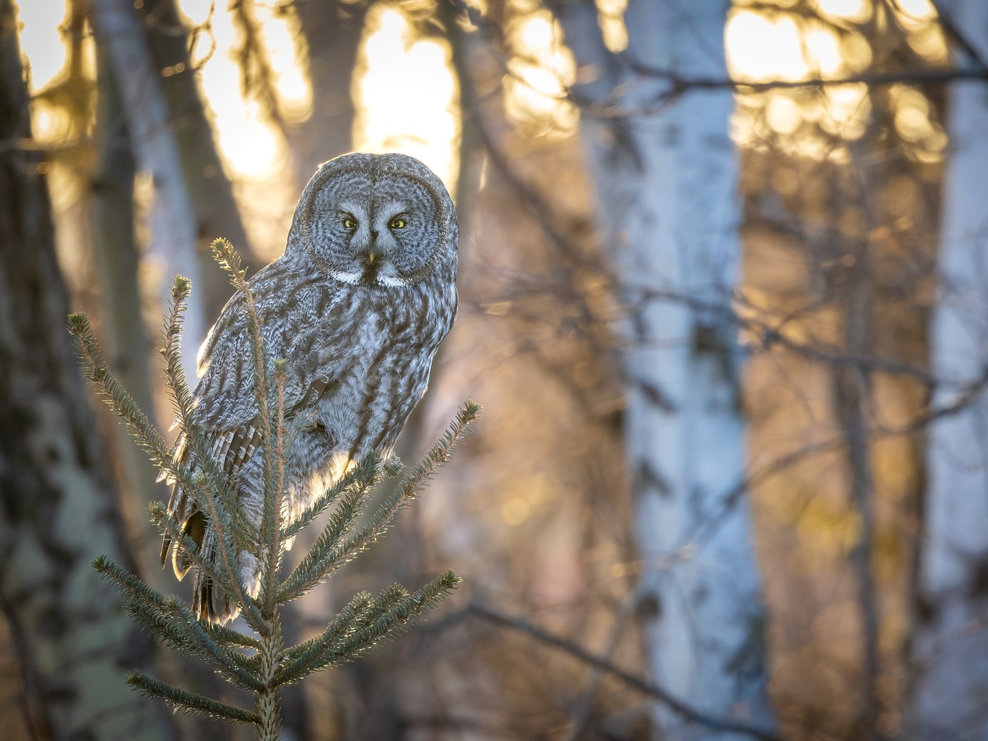 Nature and Wildlife — a great grey owl perched in a pine tree